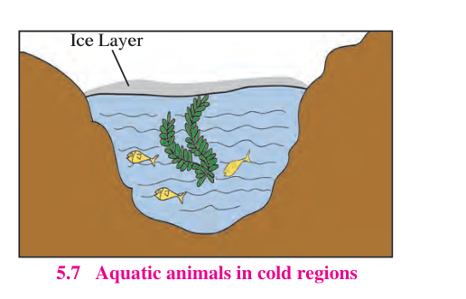 Aquatic animals in cold regions