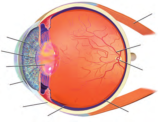 Figure 7.11 – Construction of human eye