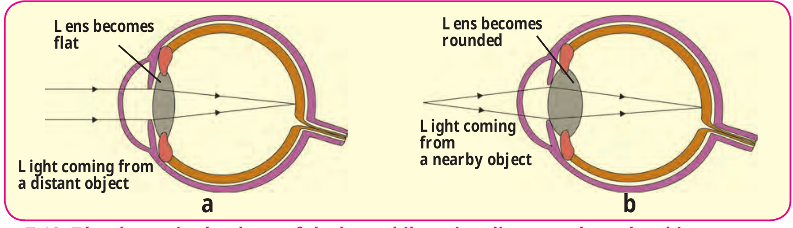 Figure 7.12 – Change in shape of eye lens